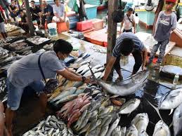 Nama latin ikan hiu martil atau nama ilmiah: Hasil Laut