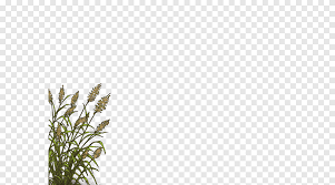 Image result for Vernonia karaguensis