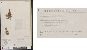 Image result for Aframomum polyanthum