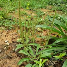 Image result for Plantago