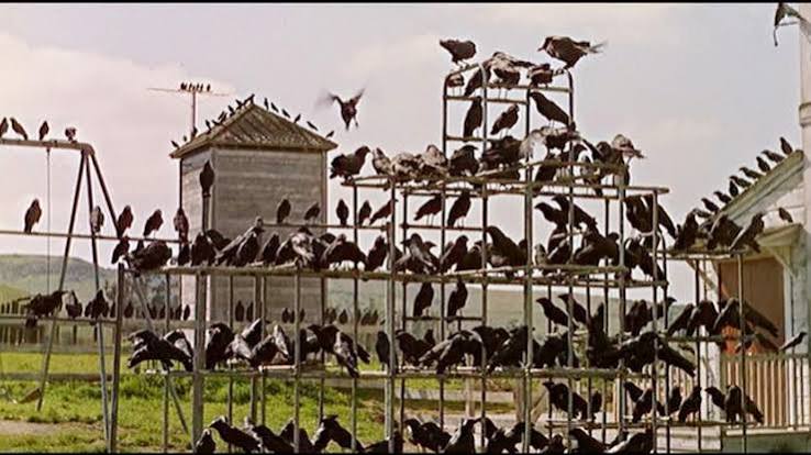 I watched The Birds (1963) : r/iwatchedanoldmovie