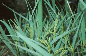 Image result for Oryza