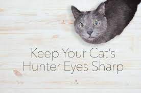 Raw Cat Food Eye Health Funny Cat Faces Cats Cat Food