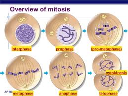 Somatic cells make up most of your body's tissues and. Remix Of Mitosis In An Animal Cell