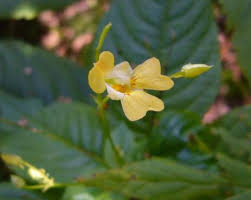 Image result for Balsaminaceae