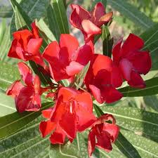 Image result for Nerium oleander