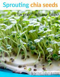 Sprouting Chia Seeds A Fun Project With Your Toddler In 2021 Sprouting Chia Seeds Growing Chia Seeds Growing Sprouts