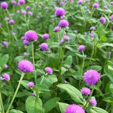 Image result for Sphaeranthus gomphrenoides