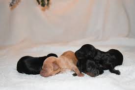 Both mother and father can be seen. Miniature Dachshund Puppies For Sale Near Wilmington Nc
