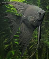 Akvaryum Bilgi Paylasim On Instagram Angelfish Fishtank Aquarium Freshwateraquarium Aquariumhobby Tro Angel Fish Tropical Freshwater Fish Aquarium Fish