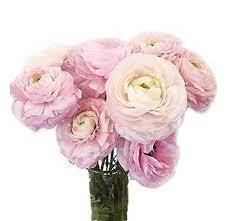 Pink Ranunculus Ranunculus Flower Ranunculus Bouquet Wedding Flowers Ranunculus Wedding Bouquet Wholesale Flowers Flower Bouquet Wedding