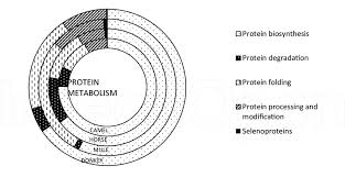 These animals carry goods and supplies upon their backs across long distances or difficult terrain. Per Cent Abundance Of Sub Categories In Protein Metabolism For Pack Download Scientific Diagram