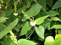 Image result for Tragia kirkiana