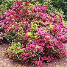 Arrive alive guarantee with free shipping on all qualifying orders. Shrub Of The Week Mountain Laurel Sarah Tasker Landscaping Blog