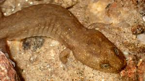 Image result for Macrotyloma rupestre × densiflo