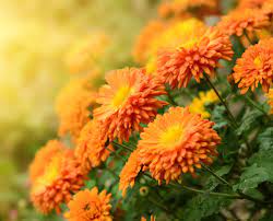 Fall Field Of Gold Chrysanthemums Send Flowers Online Flower Delivery Service Avas Flowers