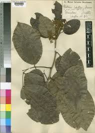 Image result for Isoberlinia