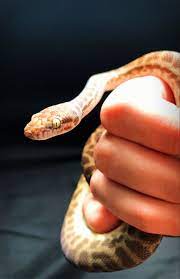 Melted Gold Beautiful Snakes Cute Reptiles Snake