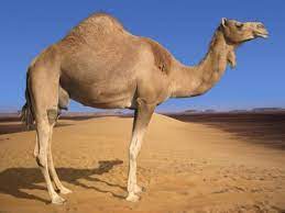 Camels only have one or 2 humps depending on the kind of camel but if it is pregnate it's belly would bump out creating a 3 humped camel. What Is A Female Camel Called Trivia Questions Quizzclub