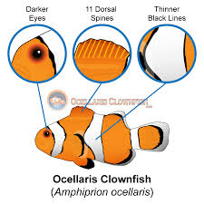 What Is The Difference Between Ocellaris Clownfish And