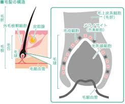 オランダガラシ葉 茎エキスとは 成分効果と毒性を解説 化粧品成分オンライン