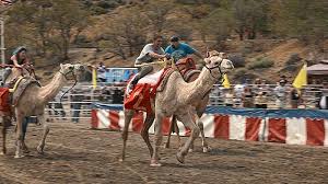 Camel jockey at english (wd) of explained inter: 59th Annual International Camel Ostrich Races Sunday 12 Pm Virginia City