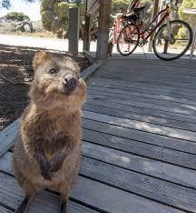 Er besteht aus zwei hauptinseln, der nordinsel und der südinsel. Ein Tag Auf Rottnest Island Walkabout Australien Susseste Haustiere Australische Tiere Tierbabys