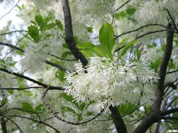 We did not find results for: Fringe Tree The Morton Arboretum