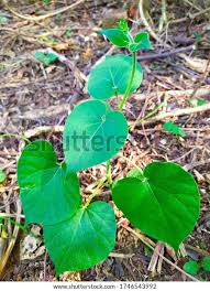 Image result for Telosma africana