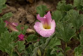 Image result for Harpagophytum zeyheri