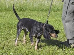 Image result for lucernský honič