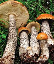 Image result for Sutorius eximius