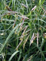 Grand choix, promos permanentes et livraison rapide partout en france. Plante Brome Des Toits Bromus Photo Caracteristiques Et Plantation Soins Et Croissant La Couleur Des Plantes Vert