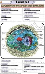 Animal Cell For Zoology Chart