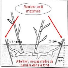 Il suffit d'entourer toute plantation de bambou de cette barrière anti rhizome pour éviter leur prolifération. Barriere Anti Rhizomes 1m Stop Racine Vente En Ligne De Plants De Barriere Anti Rhizomes 1m Stop Racine Pas Cher Leaderplant