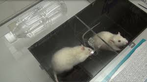 Rats Forsake Chocolate To Save A Drowning Companion Science Aaas