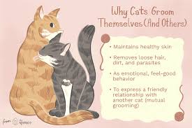 We got them when they were kittens and the male cat (my. Cat Grooming Understanding Why Cats Groom Themselves