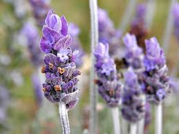 Lavender colored flowers specifically convey the. Lavender Color Wikipedia