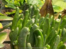 Image result for Crassula zombensis
