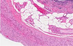 Human skin cells under microscope 400x. Specimen Preparation 101 Preparing Samples For Microscopy Slides Leica Biosystems