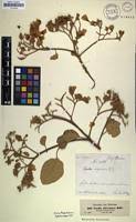 Image result for Cordia grandicalyx
