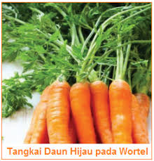 Timun, pare, biji melinjo, dan labu kuning. Kandungan Dan Manfaat Kulit Kentang Daun Wortel Kulit Bawang Melinjo Batang Daun Brokoli Talas Kandungan Manfaat Bagian Hasil Samping Sayuran