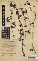 Image result for Alchemilla ellenbeckii