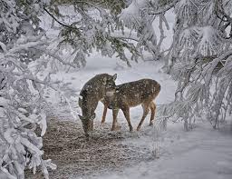 534 79,000 29 5 kitten paw wasser. Desktop Hintergrundbilder Hirsche Winter Schnee Ast Tiere