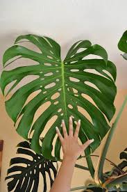 Ableger Von Der Monstera Mein Pflanzenblog