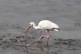 Image result for Ibis White 2008 SR4