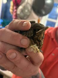 This Barn owl was flying through mist last week and the mist was freezing  to it's face. In this photo it had just landed and was shaking the frost  off. All my