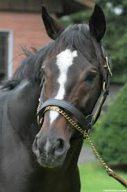 Check spelling or type a new query. ã‚¹ãƒšã‚·ãƒ£ãƒ«ã‚¦ã‚£ãƒ¼ã‚¯ã®å†™çœŸä¸€è¦§ Netkeiba Com ç«¶èµ°é¦¬ é¦¬ã®å†™çœŸ ã‚µãƒ©ãƒ–ãƒ¬ãƒƒãƒ‰