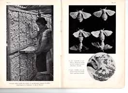 Il Baco Da Seta R Grandori 1936 Agricoltura Tarabaralla Collezionismo