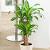 Living Room Low Light Low Maintenance Indoor Plants